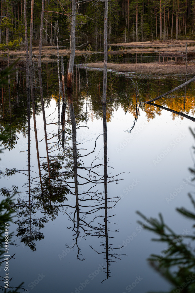 dead trees mirroring in calm water in forest