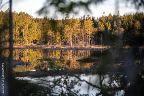 Sunrise over a forest behnd calm lake photo