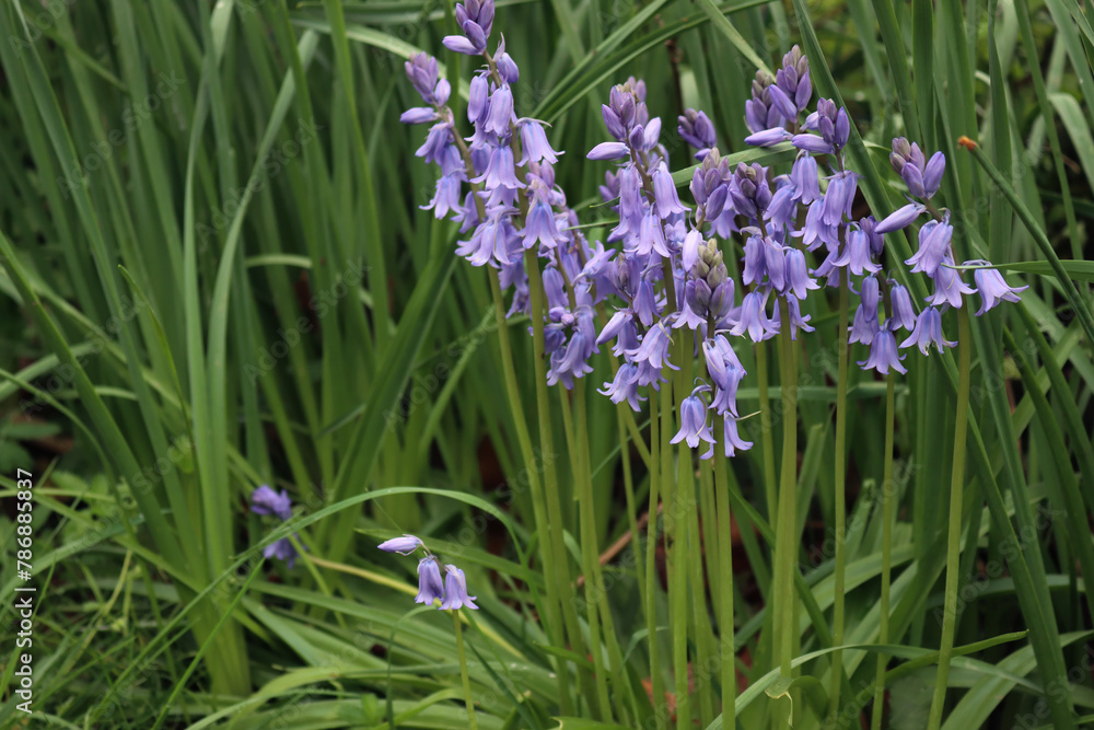 Many Bluebell flowers in the garden. Hyacinthoides non-scripta plants in bloom on a sunny day Many Bluebell flowers in the garden. Hyacinthoides non-scripta plants in bloom on a sunny day