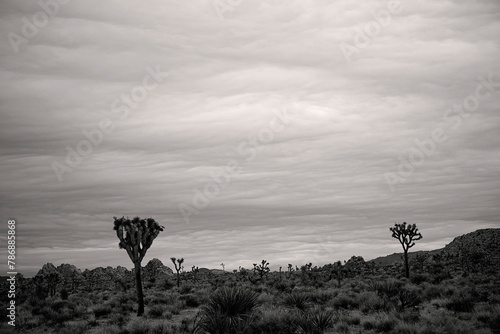 Stormy and moody black and white Joshua Tree landscpe photo