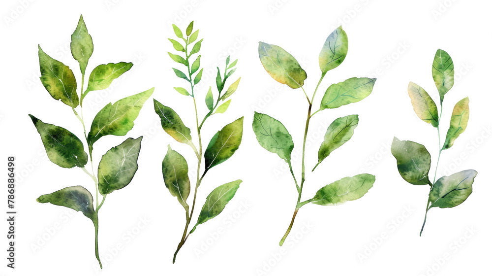 Watercolor leaf stems set on transparent background.