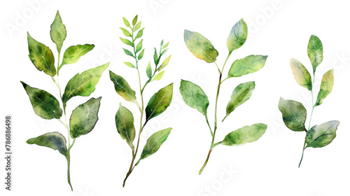 Watercolor leaf stems set on transparent background. photo