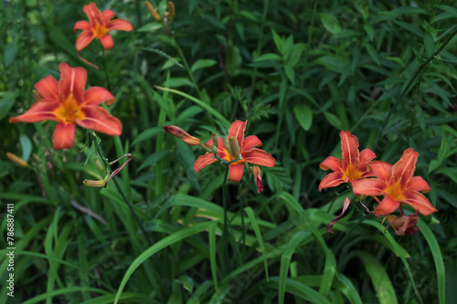 Hemerocallis fulva - Orange day lily photo