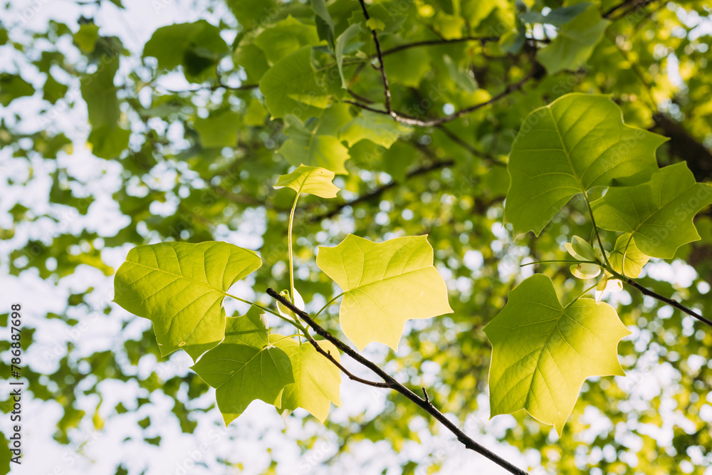 Poplar leaves growing on tree during springtime