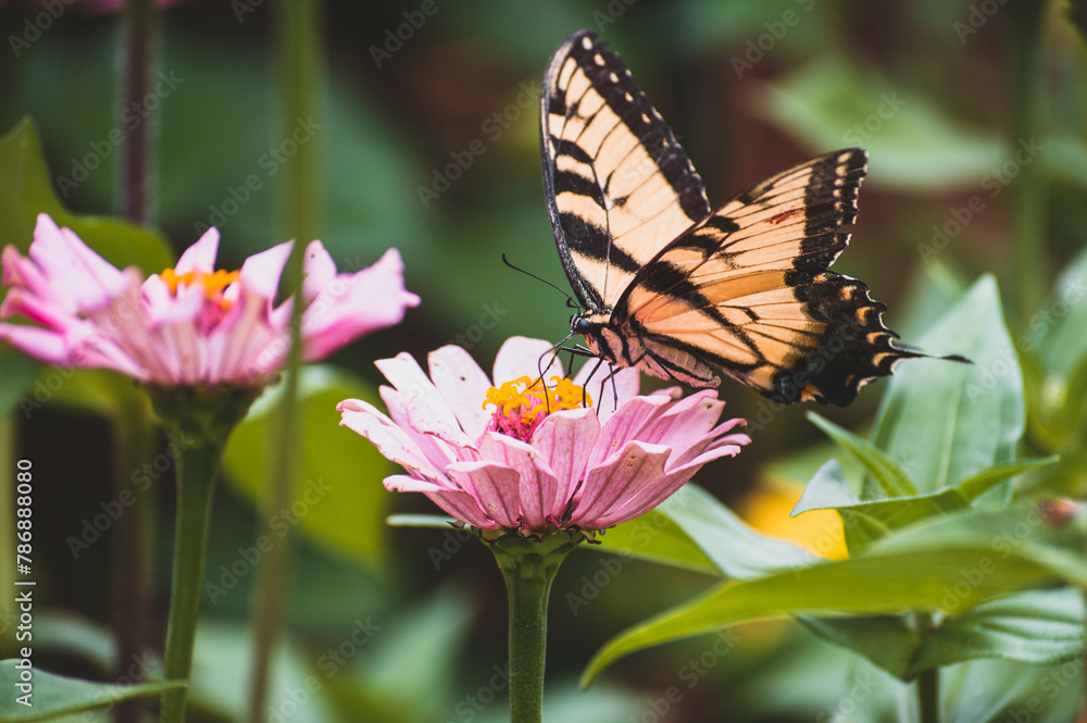 A Butterfly Pollinating A Flower A Butterfly Pollinating A Flower
