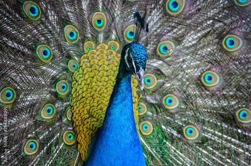 Fototapeta premium A Proud Peacock Showing It's Feathers