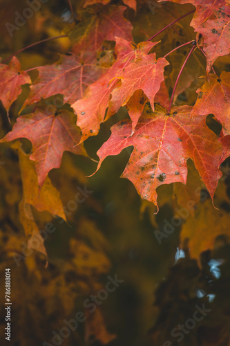 Orange and Amber Fall Leaves