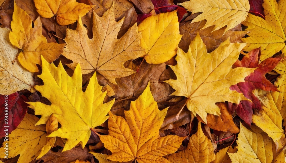 Colorful background made of fallen autumn leaves. Colorful background made of fallen autumn leaves.
