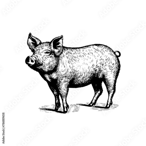 Farm Animal Pig Engraving Style. Hand drawn style. Vector illustration design
