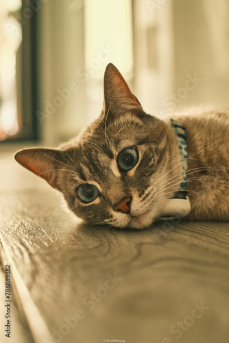 A cat is laying on a wooden floor with its eyes closed. The cat is wearing a blue collar