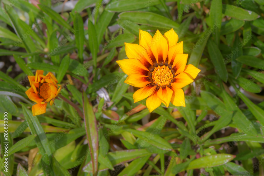 Fleur vivace gazania rigens jaune et orange à Inverewe Garden en Ecosse au Printemps Fleur vivace gazania rigens jaune et orange à Inverewe Garden en Ecosse au Printemps
