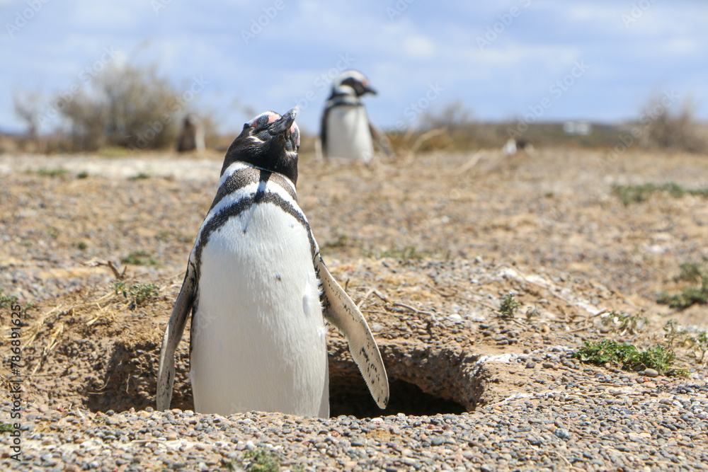 Fototapeta premium penguin on the rocks