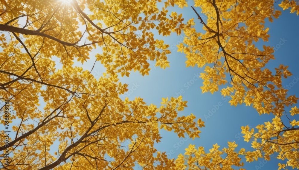 Golden autumn concept with copy space. Sunny day, warm weather. Autumn yellow leaves on blue sky background Golden autumn concept with copy space. Sunny day, warm weather. Autumn yellow leaves on blue sky background