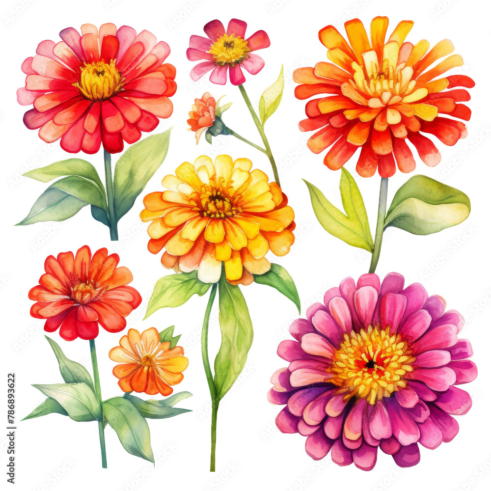 Watercolor zinnia clipart isolated on transparent background Watercolor zinnia clipart isolated on transparent background