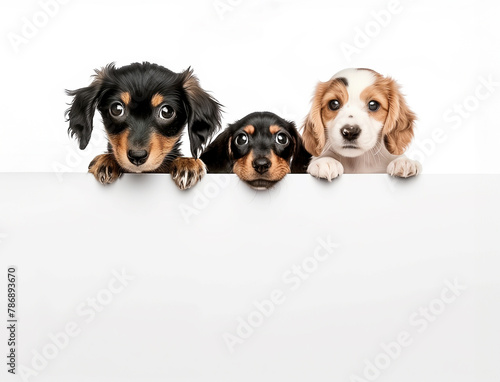 Colorful and Curious Pets Peek Out on a White Background