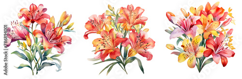 Watercolor alstroemeria clipart isolated on transparent background
