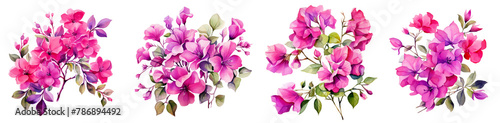 Watercolor bougainvillea clipart isolated on transparent background