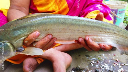 big wallago attu fish in hand giant river monster catfish in hand butter catfish HD photo