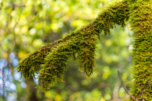 Wild moss on a tree. Henry Cowell Redwoods State Park.