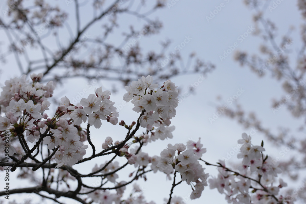Branches of sakura flowers, cherry blossom Branches of sakura flowers, cherry blossom
