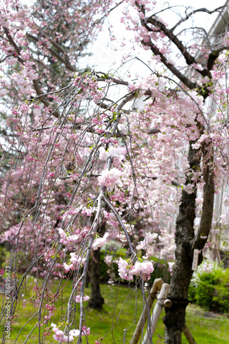 Wallpaper Mural Beautiful sakura trees, Osaka mint bureau cherry blossom viewing Torontodigital.ca