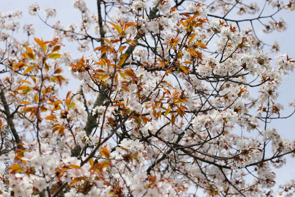 Obraz premium Branches of sakura flowers, cherry blossom