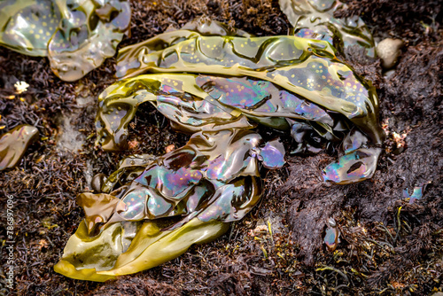 Iridescent Algae (Mazzaella flaccida) on the shore of the Pacific Ocean at low tide, Fitzgerald Marine Reserve