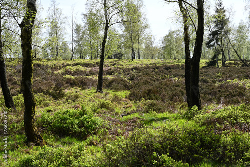 Moor- und Bruchwald im Landschaftsschutzgebiet Struffelt auf dem Eifelsteig im Frühling