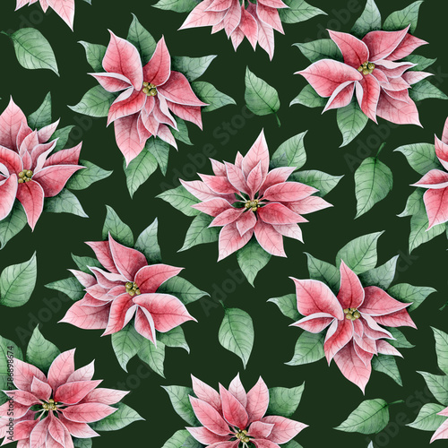 Poinsettia Christmas flowers on dark green watercolor floral seamless pattern. Vintage background for winter holidays greeting cards, wrapping paper and festive textiles