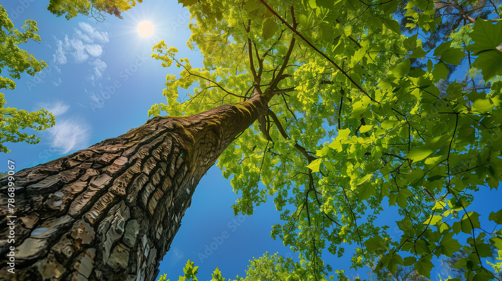 Fototapeta premium A Tree With Green Leaves And A Blue Sky