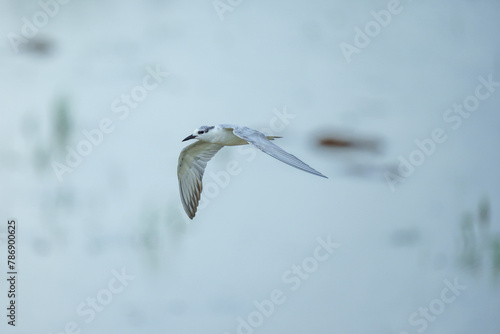 Whiskered Tern - Flying on farm field in day