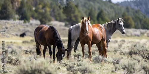 Horse Herd in a field during a sunny spring day.  © Ali