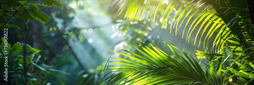 A palm tree with sunlight filtering through the leaves