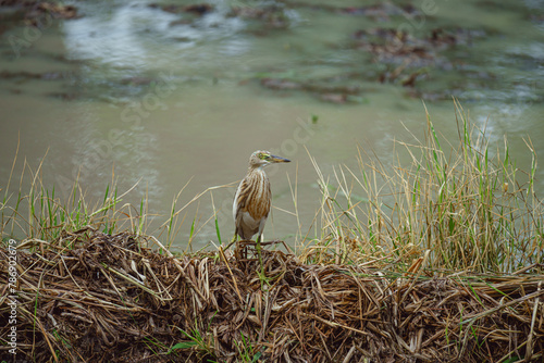 Stork Bird - Waiting and camoflage during searching some food
