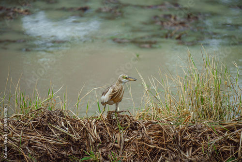 Stork Bird - Waiting and camoflage during searching some food