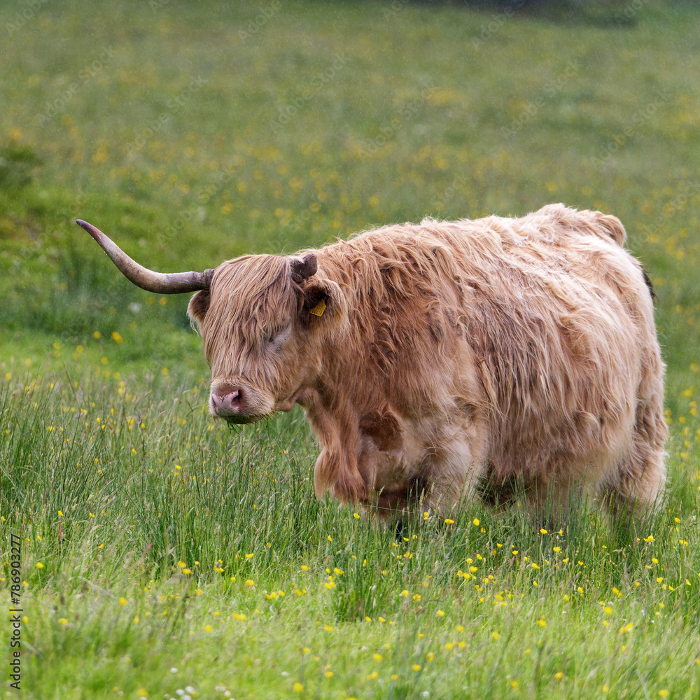 Highland Affiche avec vache Highland | Poster Store CA