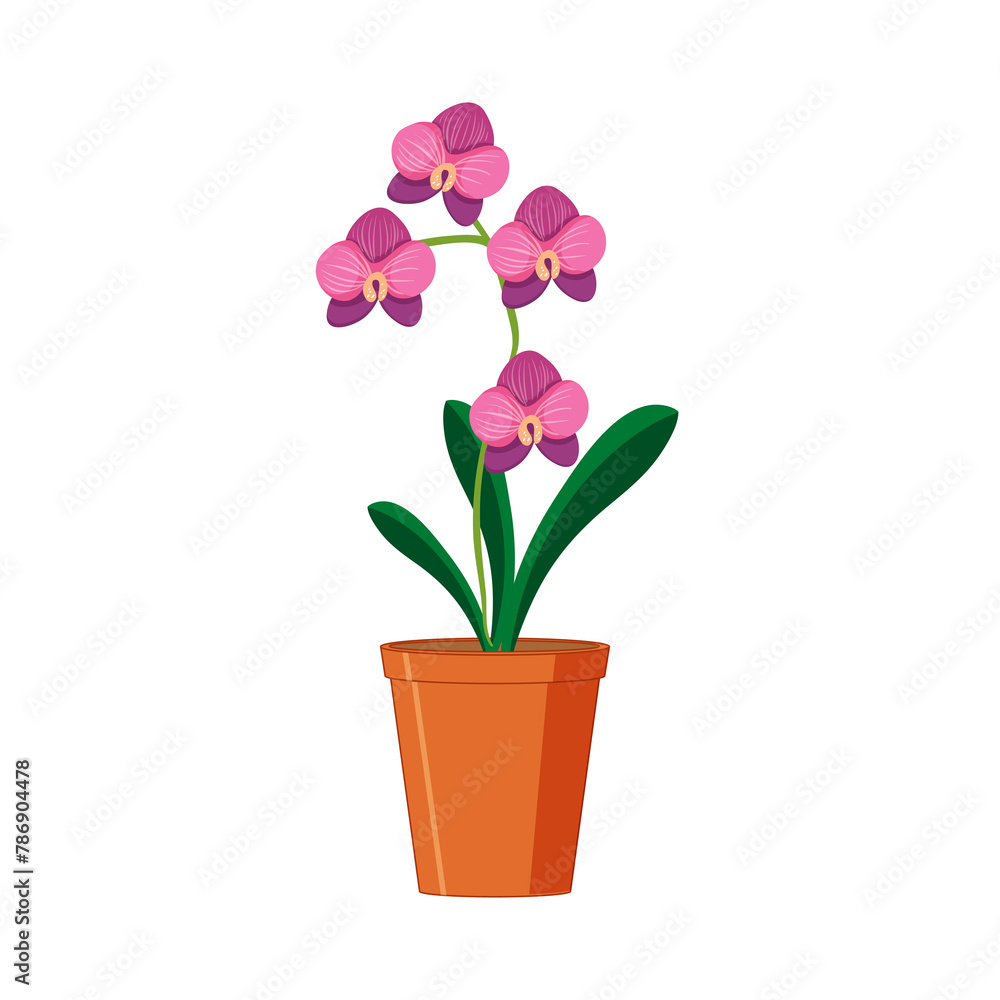 pink orchid in a pot