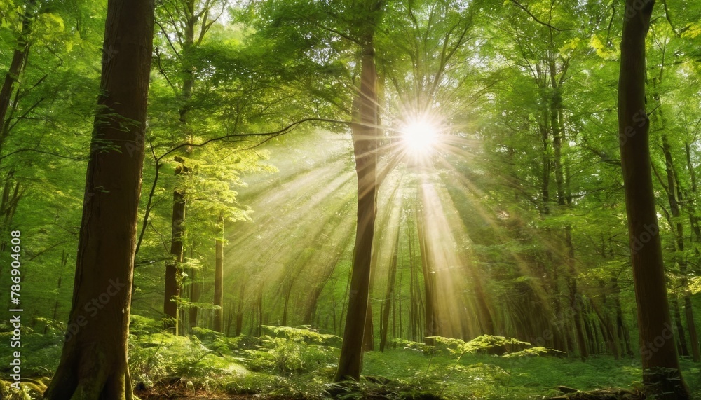 Fototapeta premium Beautiful rays of sunlight in a green forest