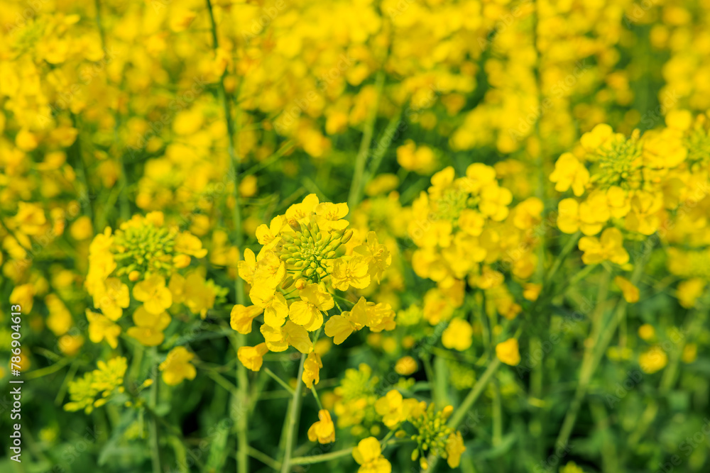 Yellow rape flowers bloom in spring