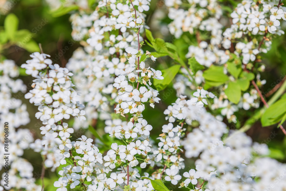 A spirea tree found on the side of the road. Spiraea prunifolia for. simpliciflora