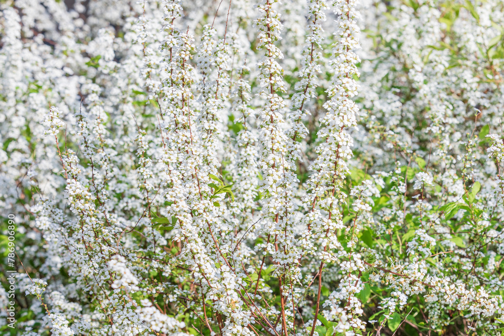 A spirea tree found on the side of the road. Spiraea prunifolia for. simpliciflora