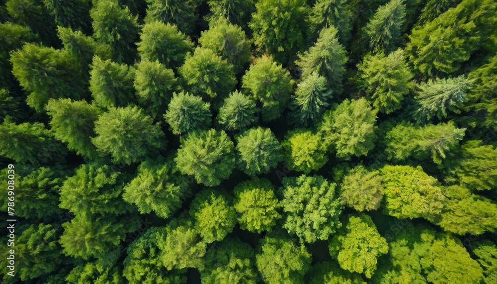 Forest and tree landscape texture abstract background, Aerial top view forest atmosphere area, Texture of forest view from above