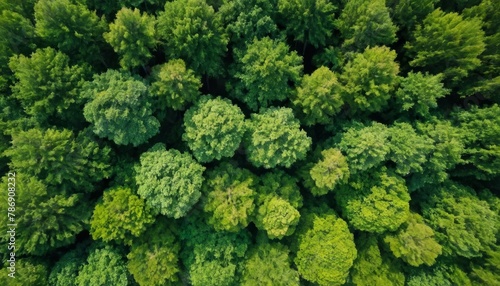 Forest and tree landscape texture abstract background  Aerial top view forest atmosphere area  Texture of forest view from above