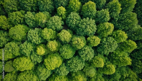 Forest and tree landscape texture abstract background  Aerial top view forest atmosphere area  Texture of forest view from above