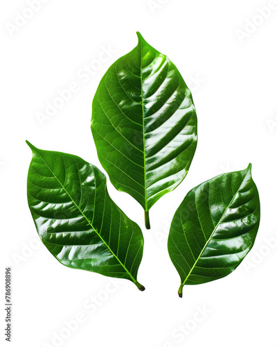 dark vibrant green leaves surrounding page background isolated on transparent background