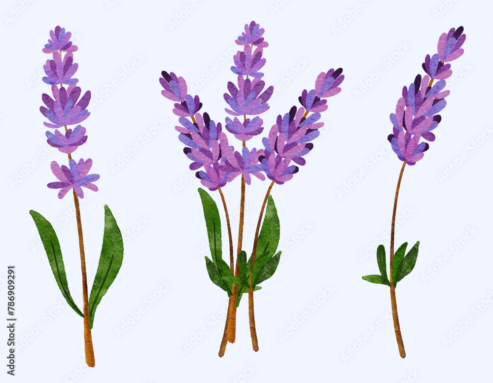 Obraz premium lavender, lavendula, herb