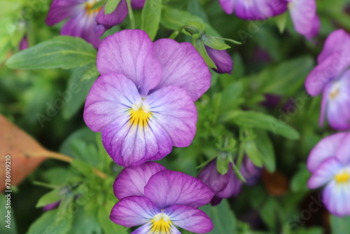 むらさきのパンジーと葉っぱ