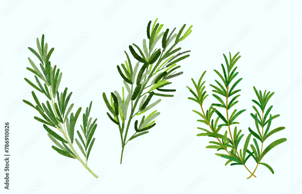 rosemary branch, herb