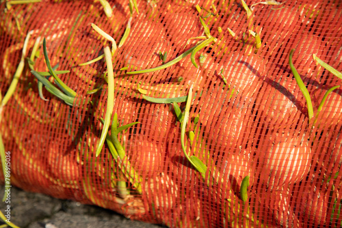 Onions sprouted in Mesh bag . Onion storage concept .