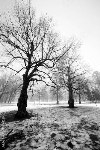 Trees and icy ground in foggy Wahren’s park at Forssa, Finland. 